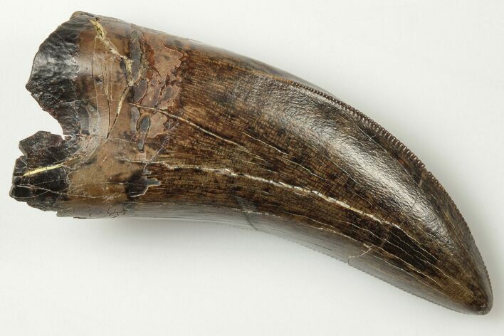 Serrated Tyrannosaur Tooth - Judith River Formation #200256